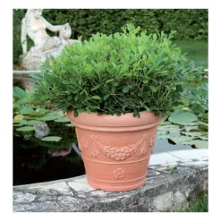 Vasar Campana Tropea