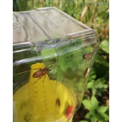 InVerde Trappola per Cimice Asiatica CYMATRAP GARDEN