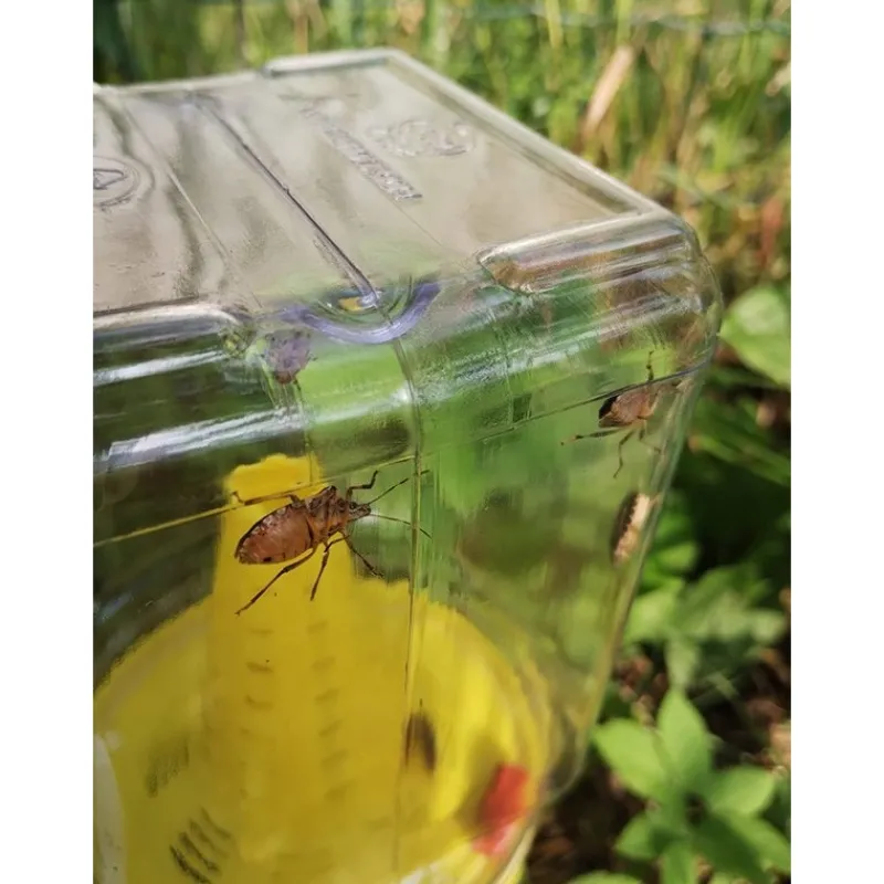 InVerde Trappola per Cimice Asiatica CYMATRAP GARDEN