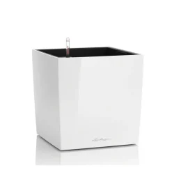 Lechuza Vaso Cube 50 Set Completo