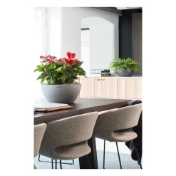 Lechuza Vaso Cubeto 40 Set Completo