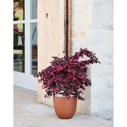 Teraplast Vaso Over Eco Green