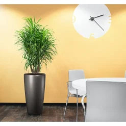 Lechuza Vaso Rondo Premium 32 Set Completo