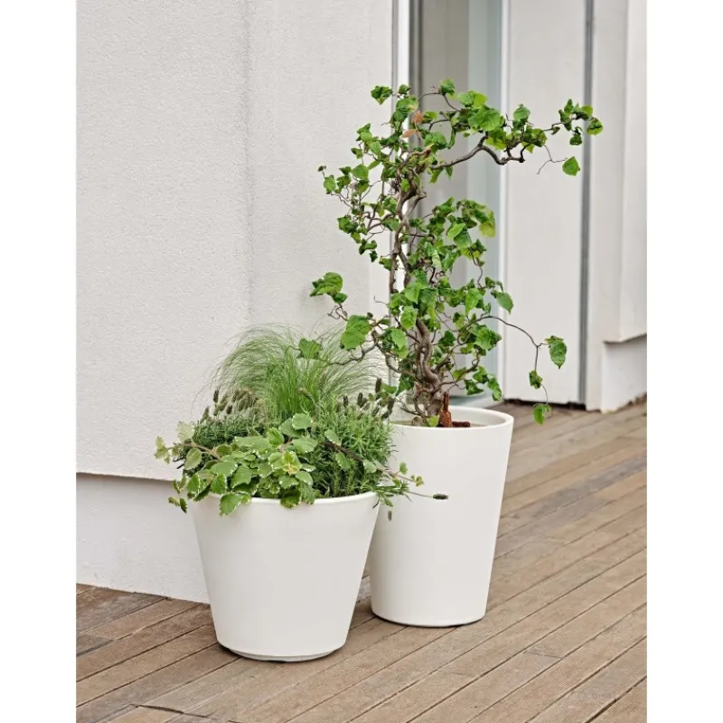 Teraplast Vaso Zamora