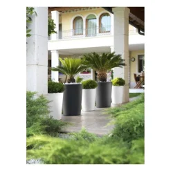 Teraplast Vaso Zamora