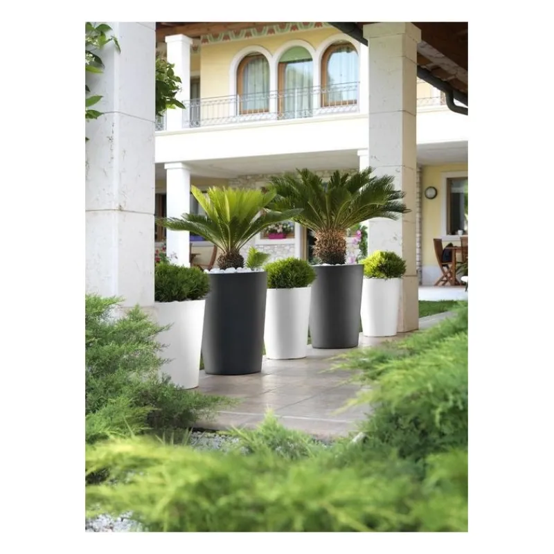 Teraplast Vaso Zamora